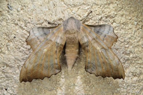 Réf. 337 277 : Laothoe populi